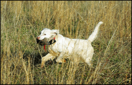 Bird-Dog