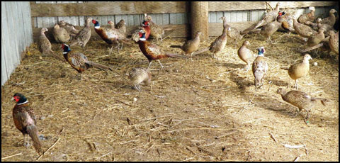 Juvey-pheasants