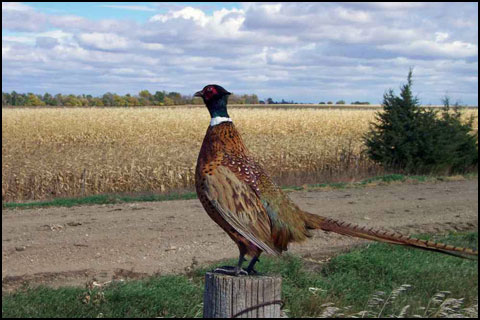 PHEASANT