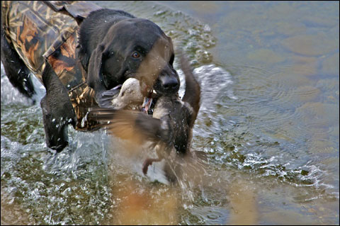 double-retrieve-020