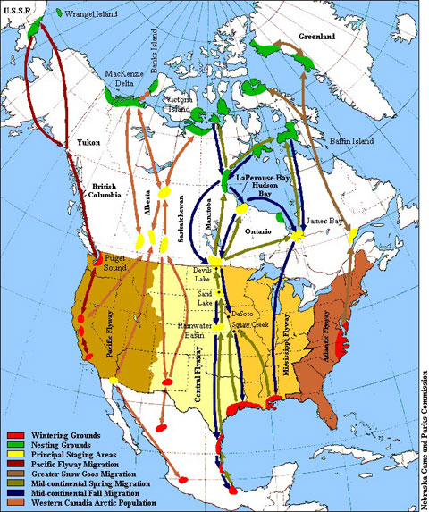 goose-migration-map-1
