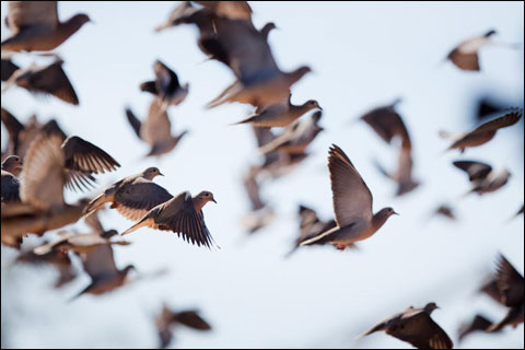 birdsblur