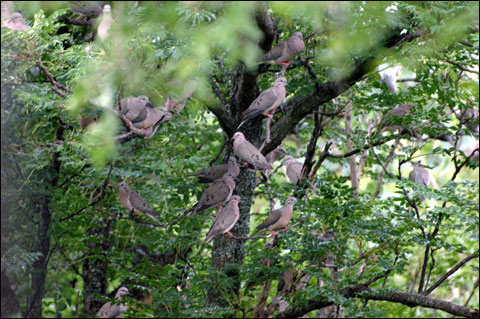 dove-trees