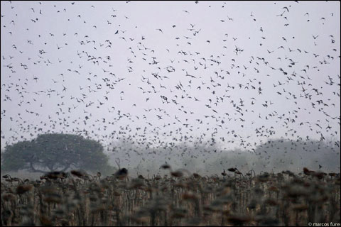 birds