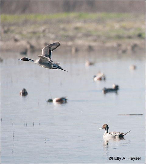 birds