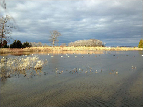 decoys