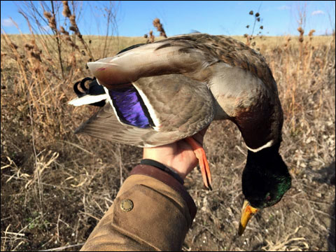ryan-duck