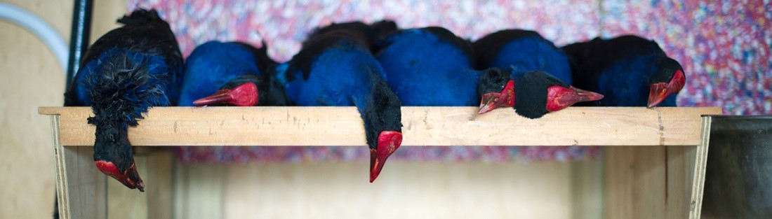 pukeko-web