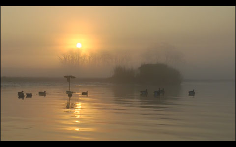 Golden Decoys