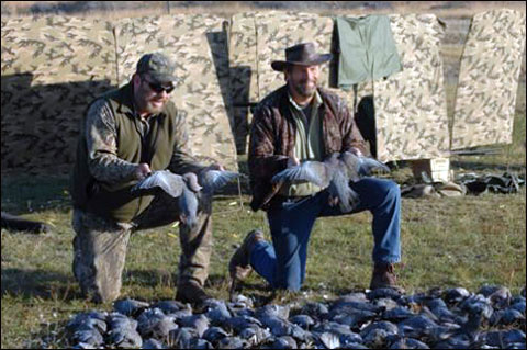 Uruguay Pigeons 1