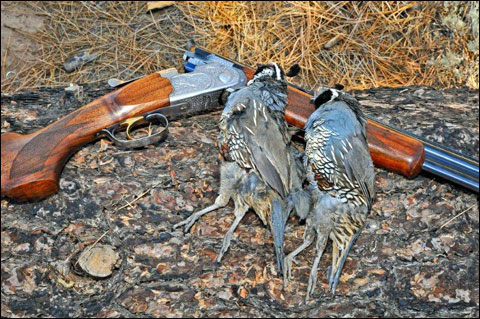 Valley Quail 006