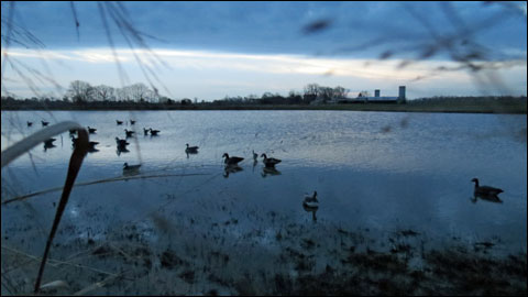 Goose decoy spread Eastern Shore