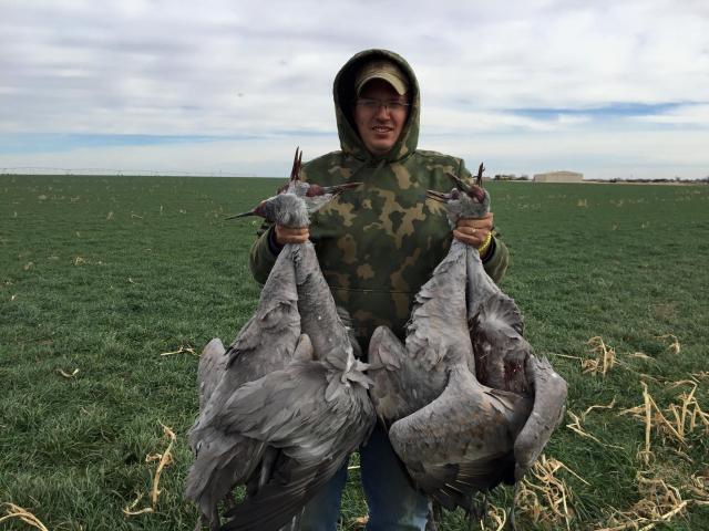 Texas Cranes