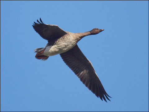Bean Geese
