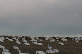 snowgoosedecoys