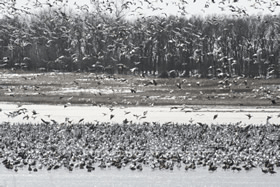 snowgoosedecoys2