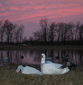snowgoosedecoys4