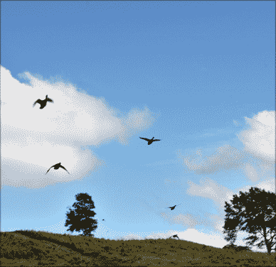 1708ducks
