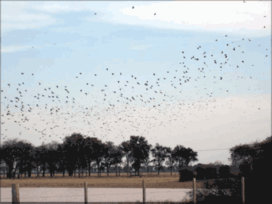 DOVES
