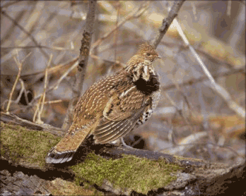 ruffgrouse3