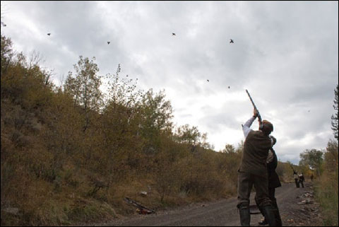 BirdShoot