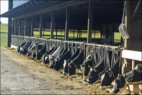 silage