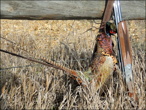 South Dakota 2016 Gary Lewis 281