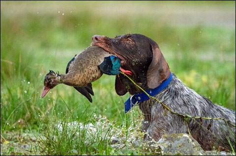 Fox with Braz Teal AGL 1447