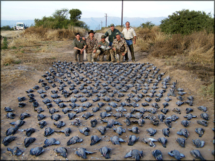 Birds