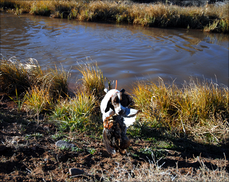 BirdDog