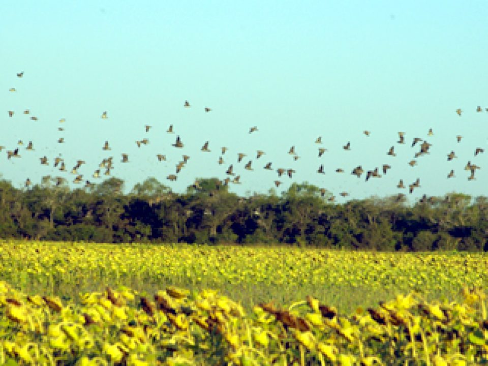 What I Learned About Dove Shooting at Las Palomas Lodge In Bolivia