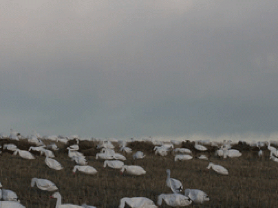 What Snow Goose Decoys Should I Buy?