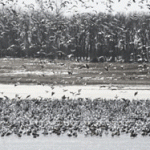 snowgoosedecoys2