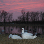 snowgoosedecoys4