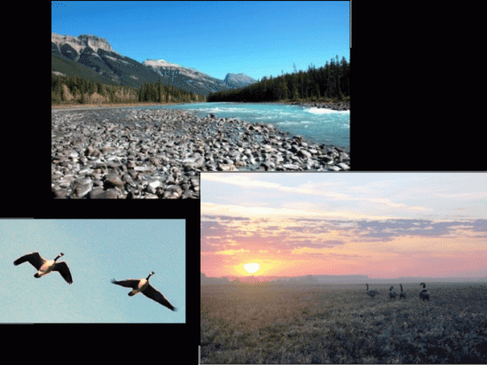 Taking the Long, Scenic Road to Goose Hunting in Alberta