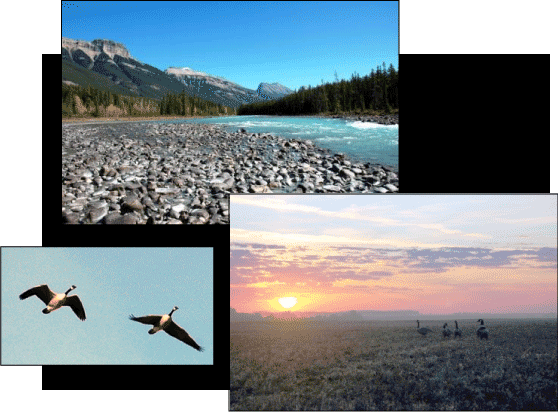 Taking the Long, Scenic Road to Goose Hunting in Alberta 2 collage