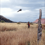 FlyBird
