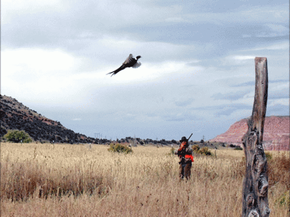 Hunting the Wiley Chukar in Utah