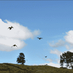 1708ducks