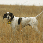 dog-on-point-in-field
