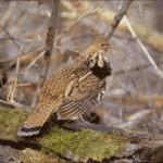 ruffgrouse3