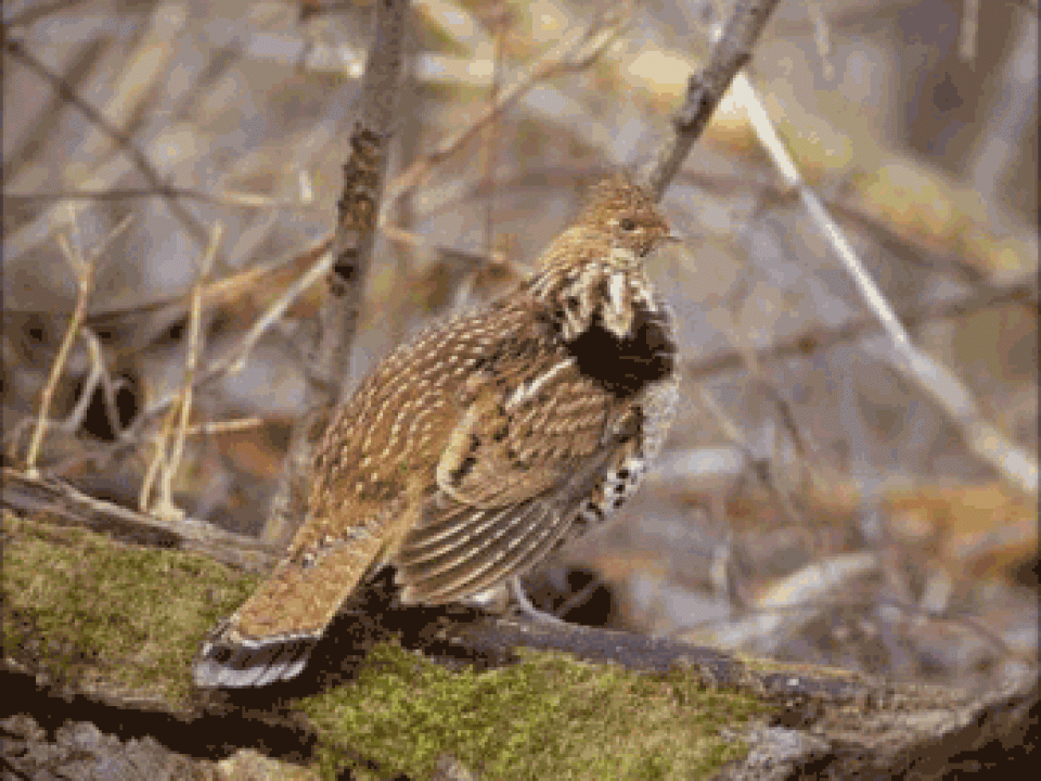 Hunting Grouse With the Stealth Approach