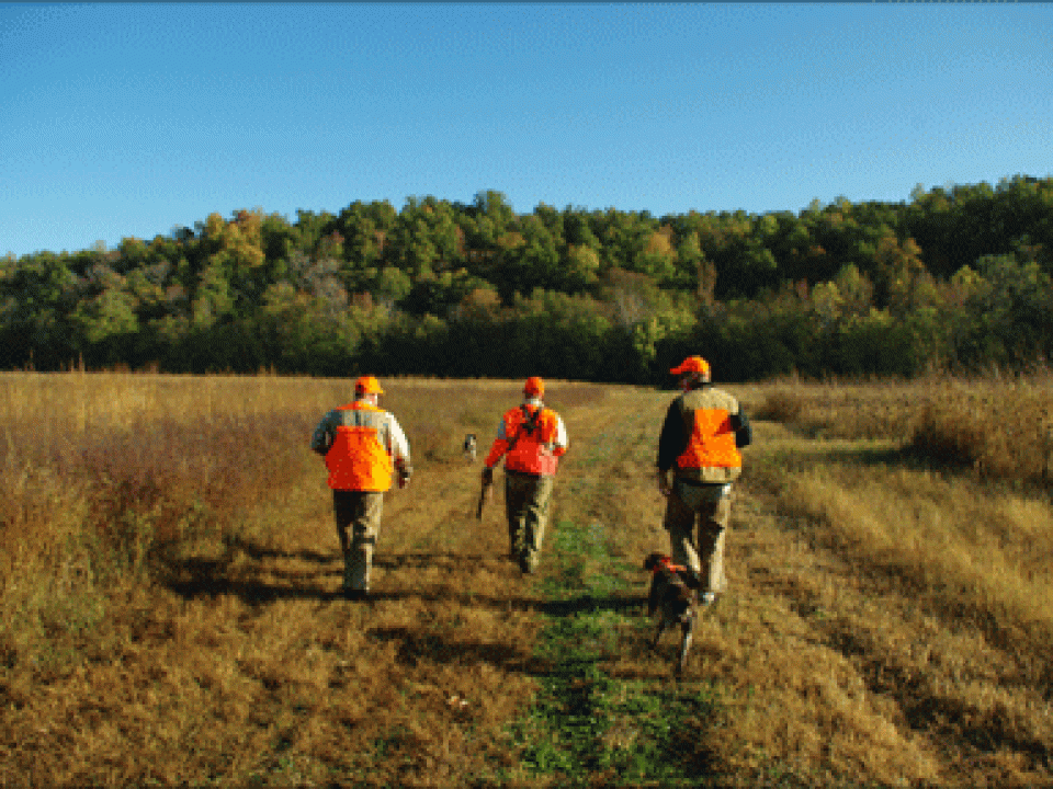 Paradise Found: Quail Shooting in Bucksnort
