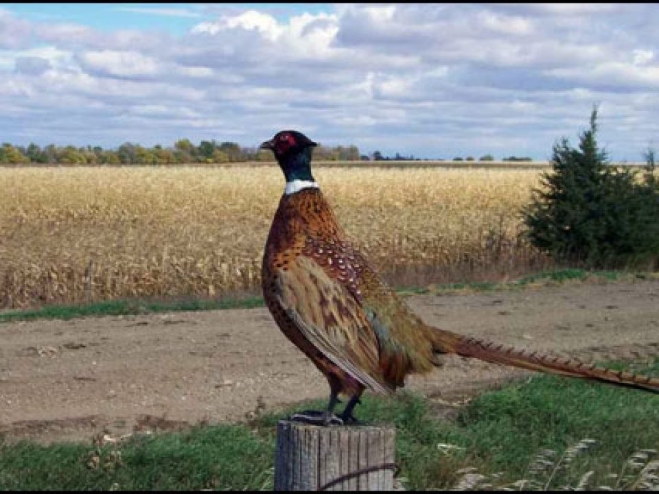 Pheasant Heaven at Broken Arrow Farms