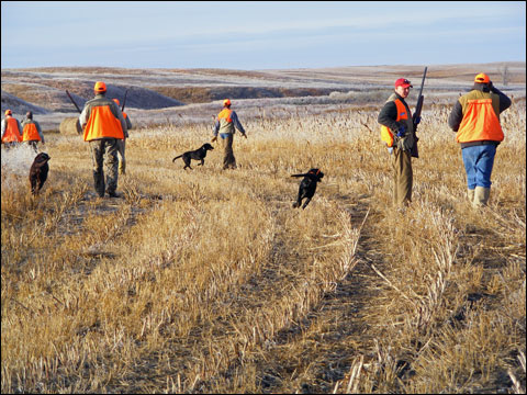 Cheyenne Ridge Signature Lodge: Pheasants Gone Wild Hunted With the Newest Beretta Semi-Auto 15 DSCF1772