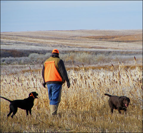 Cheyenne Ridge Signature Lodge: Pheasants Gone Wild Hunted With the Newest Beretta Semi-Auto 10 DSCF1774