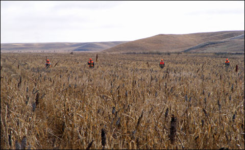 Cheyenne Ridge Signature Lodge: Pheasants Gone Wild Hunted With the Newest Beretta Semi-Auto 16 DSCF1785