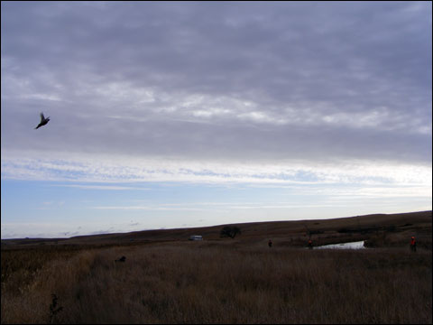 Cheyenne Ridge Signature Lodge: Pheasants Gone Wild Hunted With the Newest Beretta Semi-Auto 17 DSCF1792