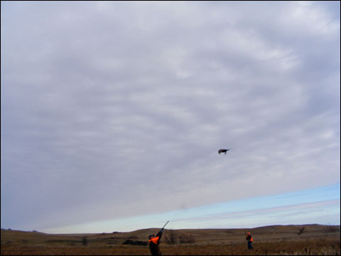 Cheyenne Ridge Signature Lodge: Pheasants Gone Wild Hunted With the Newest Beretta Semi-Auto 8 DSCF1815