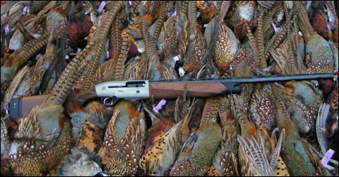 Cheyenne Ridge Signature Lodge: Pheasants Gone Wild Hunted With the Newest Beretta Semi-Auto 6 DSCF1895